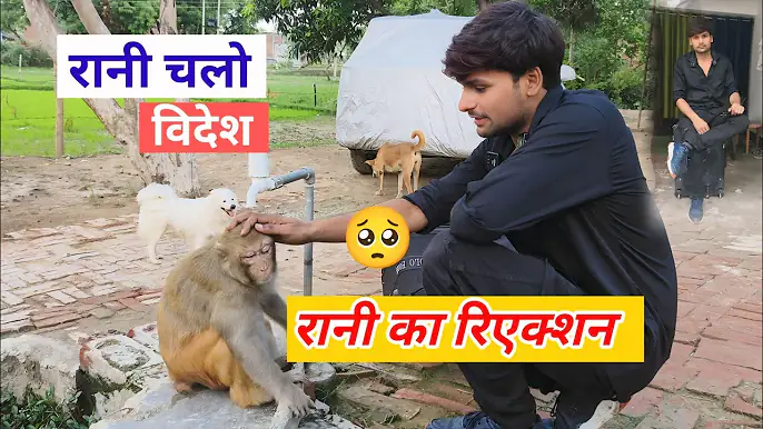 Monkey rani reaction video 🤗 ।। आकाश के बाहर जाने से मंकी रानी का रिएक्शन।।