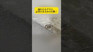 溺れたモグラに、記者のまさかの行動！#面白い