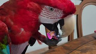 Comment min perroquet ouvre les paquets de bonbons 