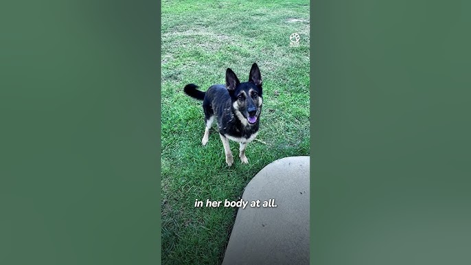 Saving the abandoned dog next door part 2 ❤️ @steephanieeraee