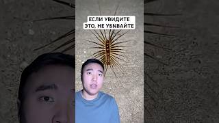 Если Увидите Это, Не Трогайте #shorts