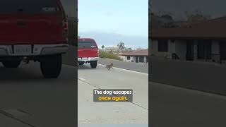 정말 많은 사람들이 이 개를 돕기 위해 노력했어요 👏👏