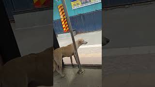 viral dog video||train video