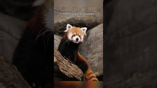 Красные панды ЛИШИЛИСЬ РАБОТЫ #шортс #shorts