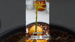 ⚡️Грецкий орех вырастить дома  Легко!