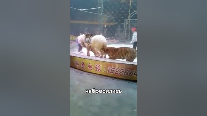 ⚡️В цирке на лошадь набросились тигры! 😱