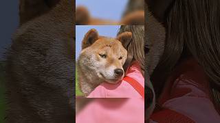 قصة الكلبة التي طاردت المروحية #شفا #قصص #قصص_واقعية #حكمة #قصص_اطفال