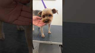 Самый жестокий случай в нашей работе 😭 #fyp #viral #dog #спасение #животные