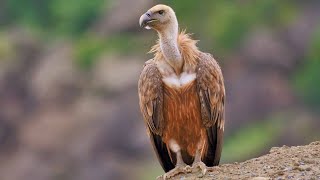 لایو تو کانال جدید با ریهبر ململانی