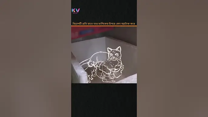 why does this cat attack his honour🐈#shorts #ytshorts #facts #cat #story #shortsfeed #animals