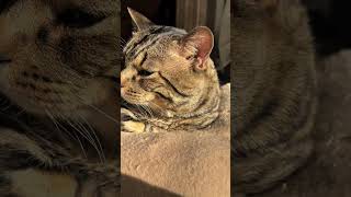 Cats, dogs, pets, #animals #petshub #cat #cute #funny #petsrule