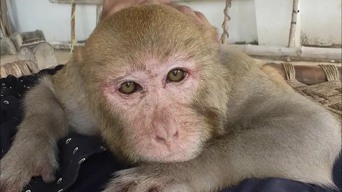 Cute monkey rani Kaise soti hai kaise baithti 🤣