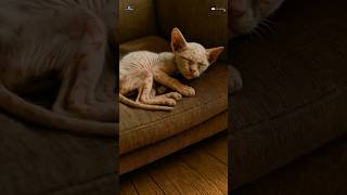 Nightmare Was Real (Cat) "ตื่นมาพร้อมน้ำตา🥲 #cat #แมวร้องให้ #movie #แมวน่ารัก #animals #shorts #sad