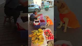 지나가던 사람이 개를 속이려고 했지만 결국 큰 손해를 입었습니다!