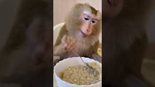 Cats, dogs, pets, animal lover #funny #petshub #cat