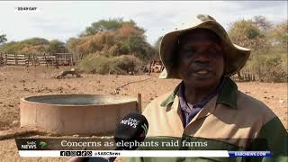 Farmers in Musina plead for help as elephants from Zimbabwe, Botswana destroy crops, farms