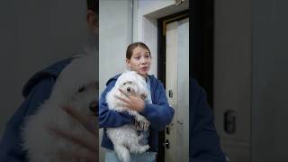 Про собаку: 3 серия #vikazang #сериал #викачжан #фильм