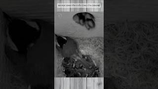 BÀI HỌC SINH TỒN CỦA CHIM MẸ #birds #birdstory #birdnest