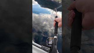 Клюнул норвежский Трофей, спиннинг в дугу! #shorts