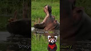 Не трогай бегемота, если не хочешь стать кормом