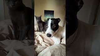 고양이를 두려워하는 개