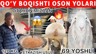 69 YOSHLI OTAHONDAN QOY BOQISH ENG ARZON VA OSON YO‘LLARI 2025