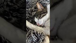 Cats, dogs, pets lover #petshub #funny #animals #petsrule #cat #cute