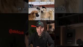 ПЕС КОРОЛЬ ЧАРЛЬЗ