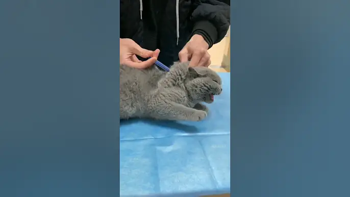 This Cat’s Reaction to the Vet Is Priceless! 🐈🌹💐#cat #cutecat #adoreble #funny