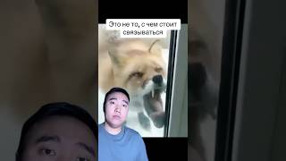 Что делать, если животное ведёт себя странно