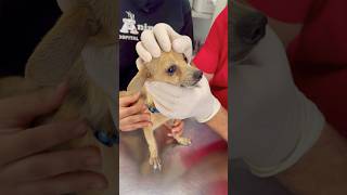 Nuestro perrito está enfermo 😱 #shorts #viralreels #video