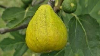 Ovo treba uraditi tokom avgusta da bi dobili vrlo krupne plodove smokava