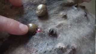 New TNR team - Biggest ticks ever- Amblyomma variegatum