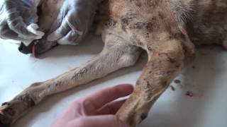 "Tillim" - A mother of 8 puppies and 200 Mangoworms.