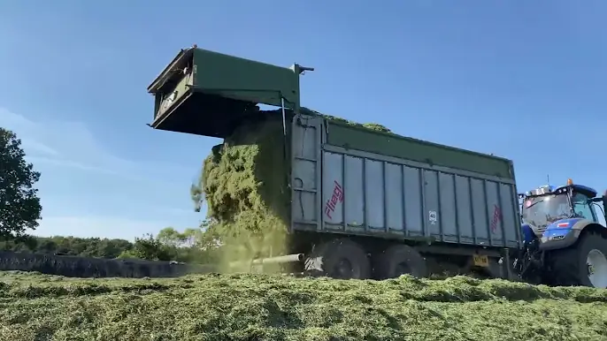 Modern technology for Stacking Straw . Milking. Silage hills. Holstein cows. Big Machines