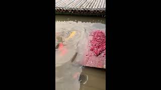 LIVE🔴🔴Koi Feeding Interrupted by Hungry Turtle