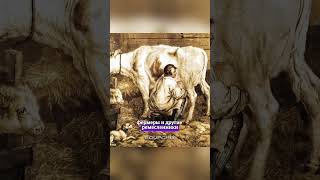 Деревянная обувь🤔 Комфорт или пытка🩰? #обувь #кломпы #ремесло