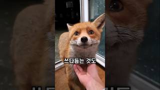 야생 여우, 사람 손을 거부하지 않습니다