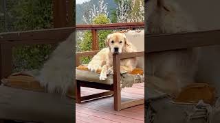 개도 웃을 수 있어요 😂😂😂