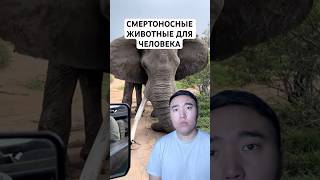 Топ 10 Самых Опасных Животных Для Человека