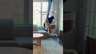 Dogs Vs Intruders Compilation Part 2 #funnyvideos #funny #trynottolaugh #cat #dogs #memes #meme