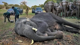 𝘿𝙖𝙣𝙜𝙚𝙧𝙤𝙪𝙨 𝙩𝙪𝙨𝙠𝙚𝙧 𝙩𝙧𝙚𝙖𝙩𝙢𝙚𝙣𝙩 😲😲 #elephant #animalplanet #worldwildlifeday #bbcearth #veterinary