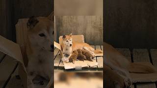 قصة الكلبة التي هاجمت من أنقذها #شفا #قصص #قصص_واقعية #حكمة #قصص_اطفال