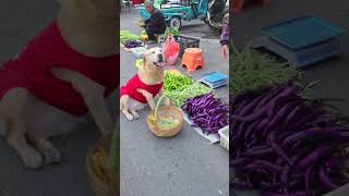 善良小狗買一籃菜回家路上送給老人，主人以為狗把錢丟了