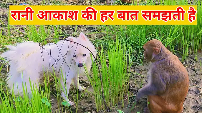 Monkey rani Akash ki her baat ko kaise dheyan deti hai ।। Monkey rani honey puppy