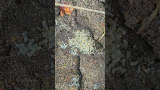 Как избавиться от Муравьев при помощи Риса.