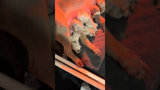 #trend #bulldog #pets #viralshorts #viralvideos  #petproject #puppy #animalproject #love #trending