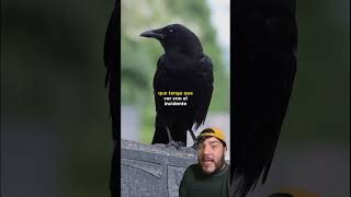 Funeral de cuervos? . . . #shorts #short #animalfun