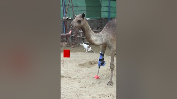 ခြေတုနဲ့ လမ်းပြန်လျှောက်နိုင်တဲ့ ကုလားအုတ် - BBC News မြန်မာ