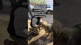 #dogrescueshelter #emotional #rescuingdogs #dogs #dogshorts #rescue #goshelter #hund #tiere #bosnia